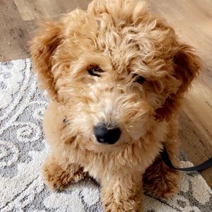 Meet your Posher, Addison